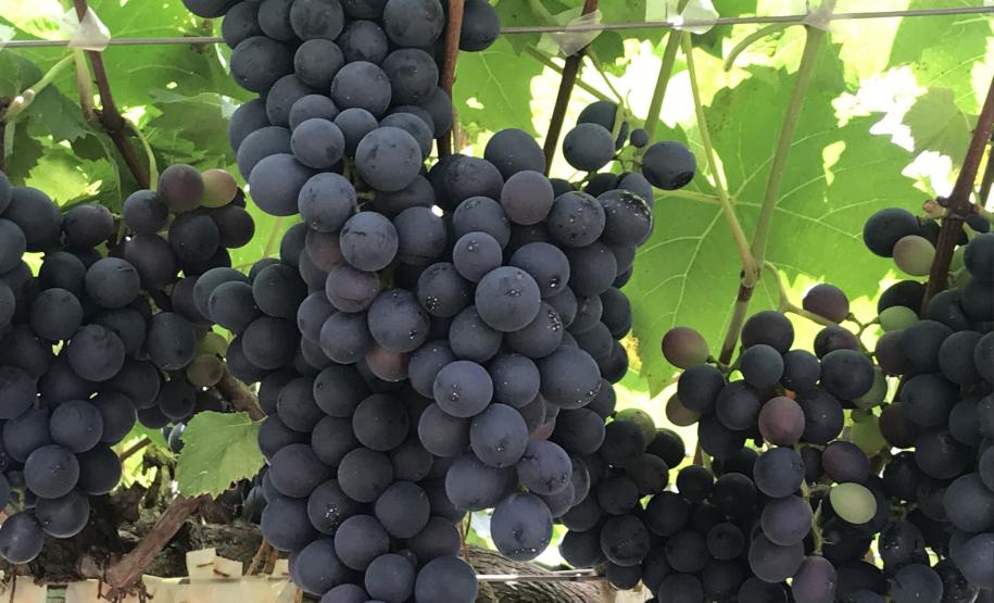 Emater apresenta ações de economia e sustentabilidade