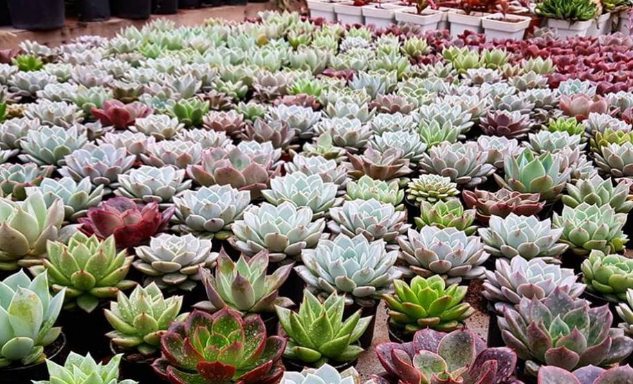 Cactos Brilho do Sol