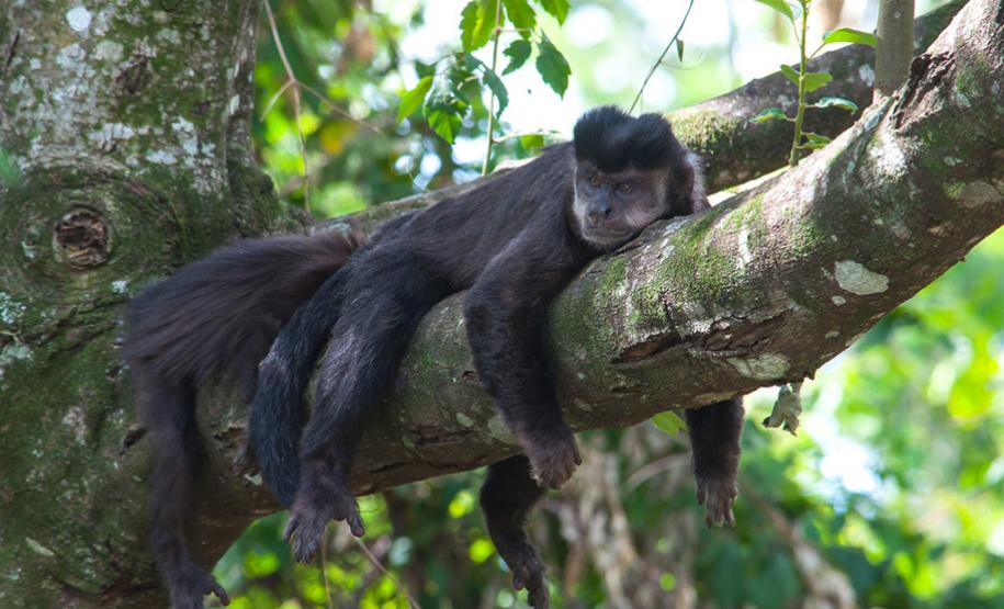 Parque Cinturão Verde