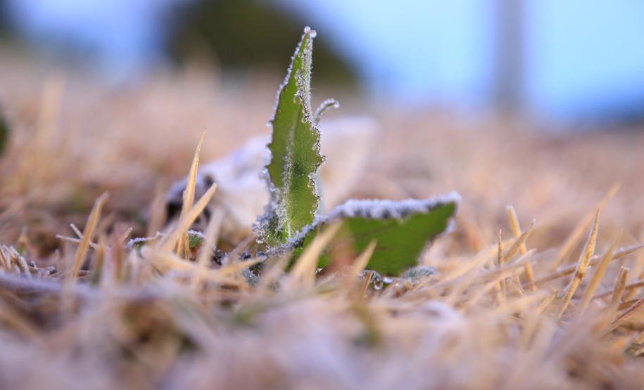 Geada em Pato Branco