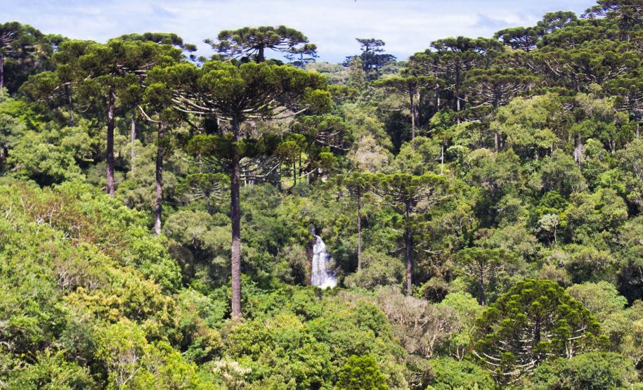 Caminho dos Pinheirais