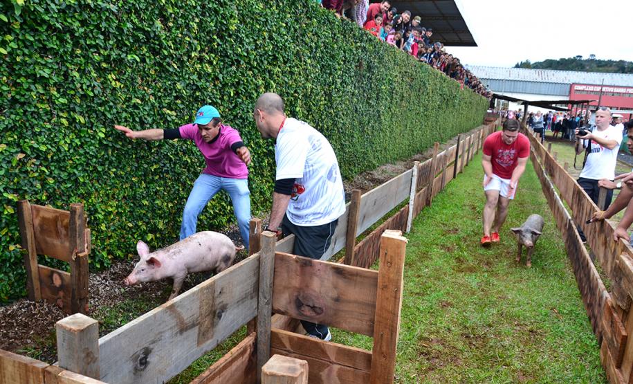 Olimpíada Rural - Corrida do Porco