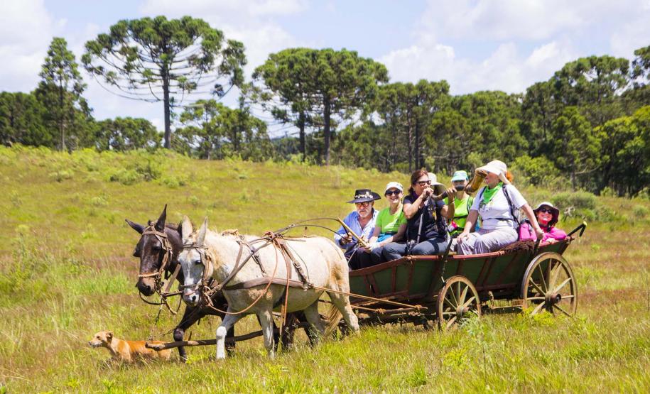 Caminho da Erva Mate