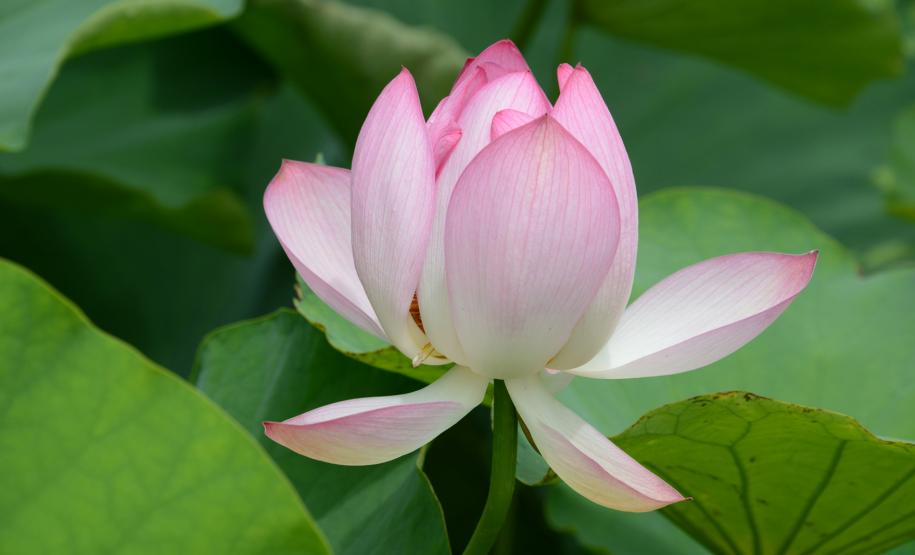 Flor de Lótus - Recanto Vieira