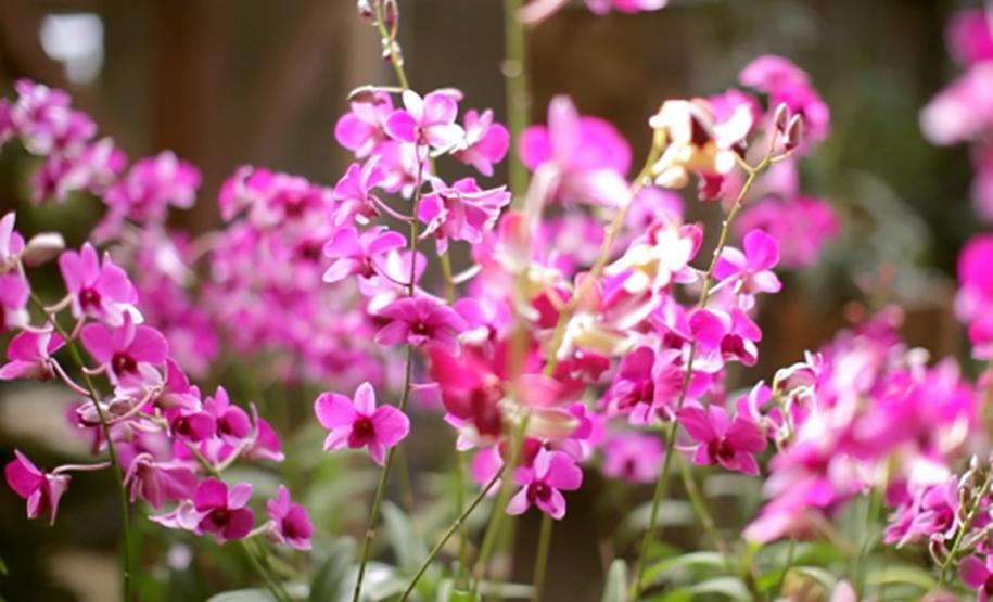 Sítio das Orquídeas