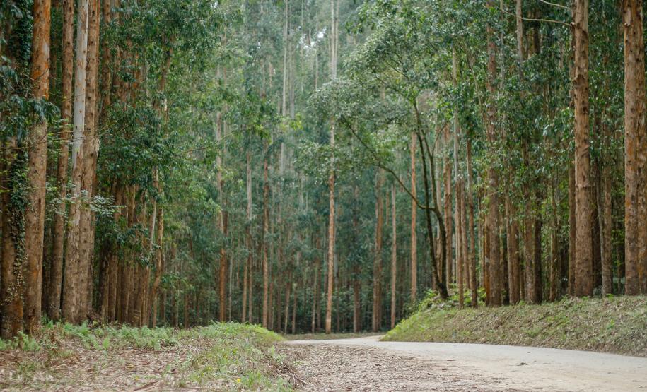 Estrada em meio as árvores