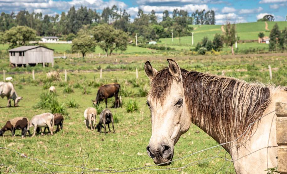São João do Triunfo