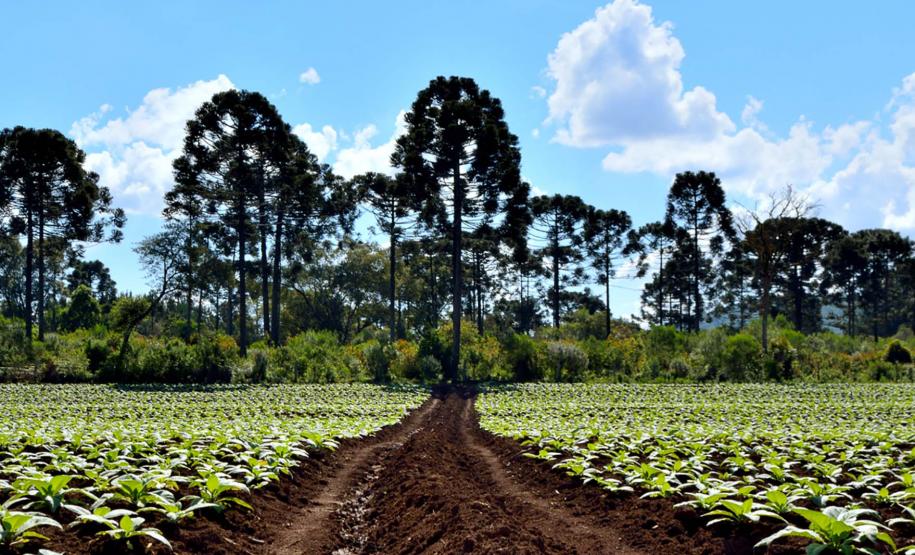 São João do Triunfo