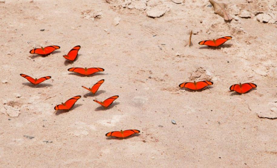 Ilhas, trilhas e praias cristalinas formam as belezas do Rio Paraná