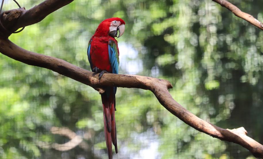 Atrações turísticas de Foz já atraíram 33,6 mil pessoas em 2021.