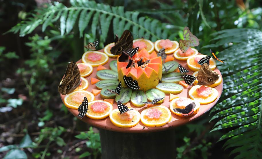 Atrações turísticas de Foz já atraíram 33,6 mil pessoas em 2021.