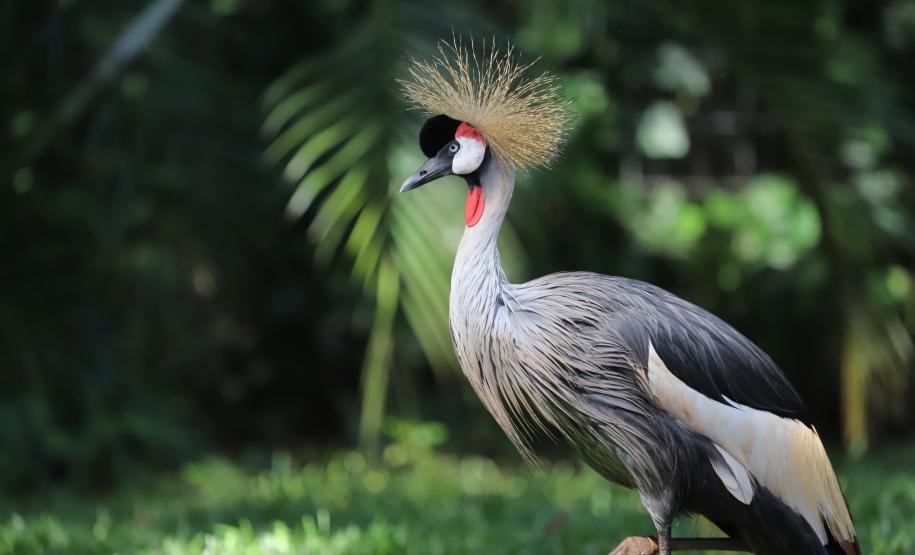 Atrações turísticas de Foz já atraíram 33,6 mil pessoas em 2021.