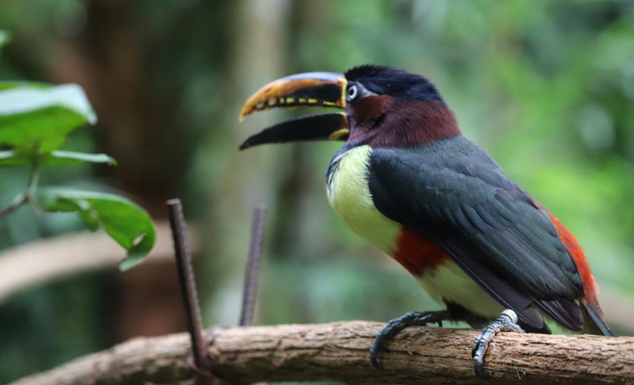 Atrações turísticas de Foz já atraíram 33,6 mil pessoas em 2021.