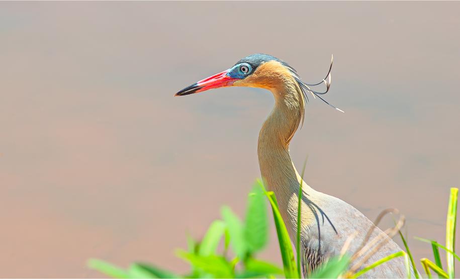 Foto: Diretoria de Comunicação e Imprensa Guaíra/PR