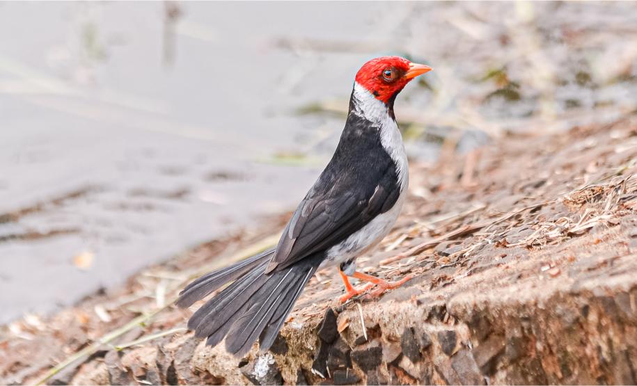 Foto: Diretoria de Comunicação e Imprensa Guaíra/PR
