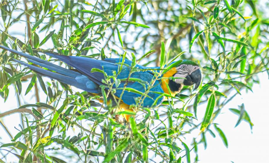 Foto: Diretoria de Comunicação e Imprensa Guaíra/PR