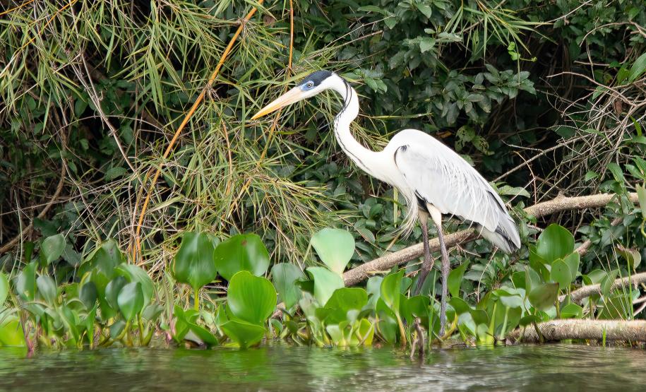 Foto: Diretoria de Comunicação e Imprensa Guaíra/PR
