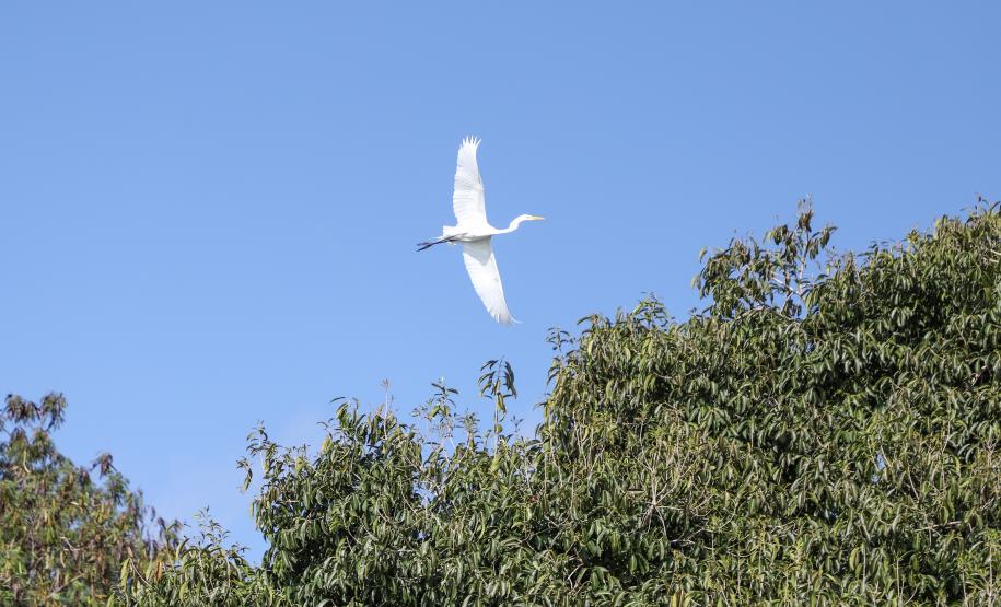 Foto: Diretoria de Comunicação e Imprensa Guaíra/PR