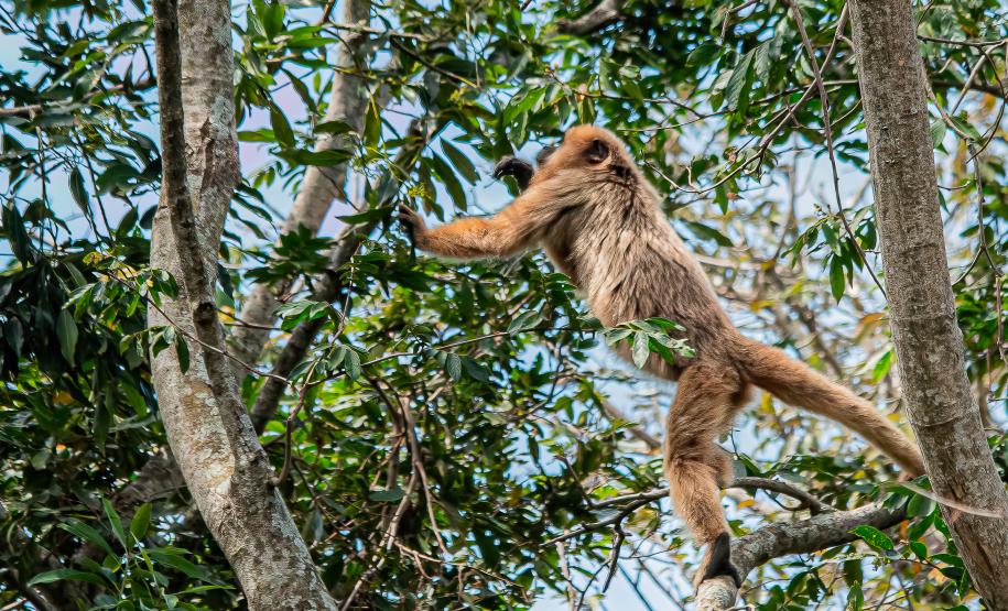 Foto: Diretoria de Comunicação e Imprensa Guaíra/PR
