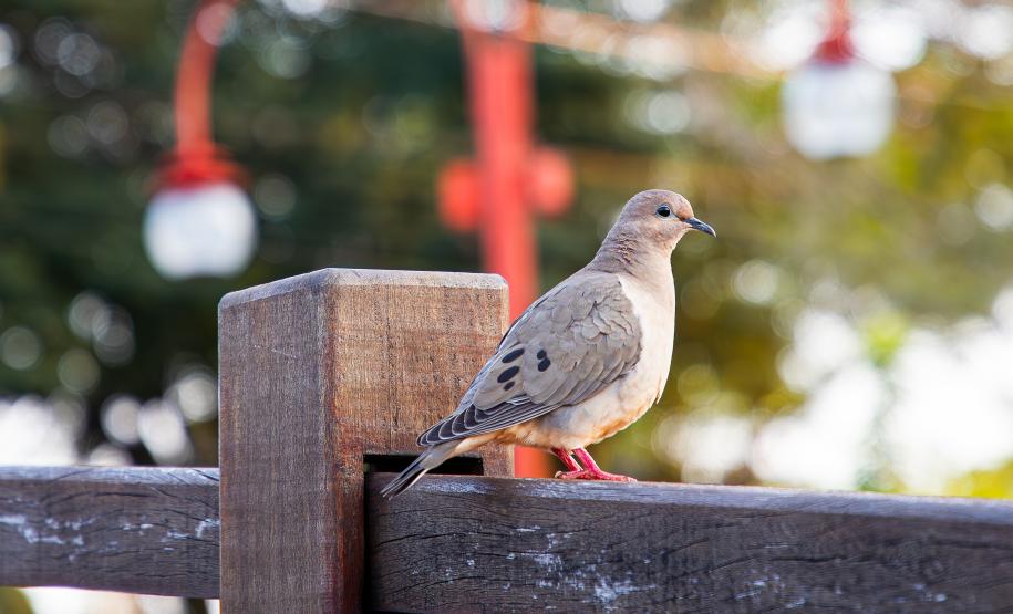 Foto: Diretoria de Comunicação e Imprensa Guaíra/PR
