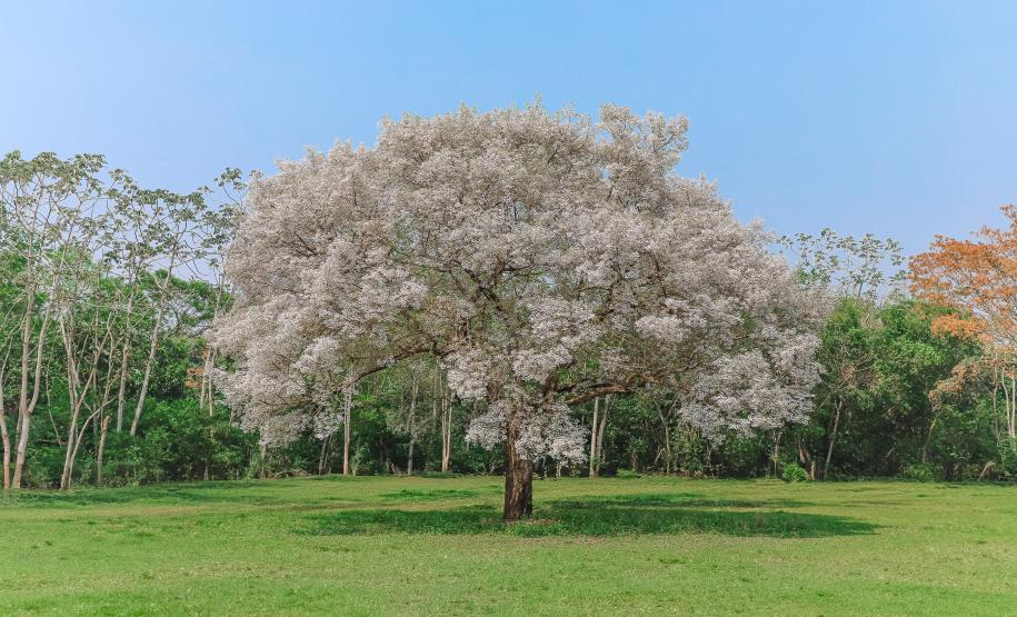 Foto: Diretoria de Comunicação e Imprensa Guaíra/PR