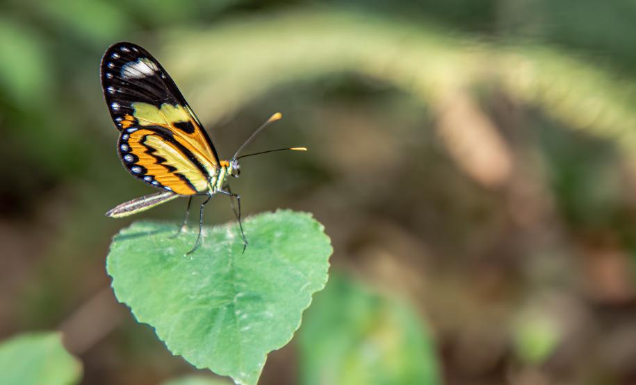 Foto: Diretoria de Comunicação e Imprensa Guaíra/PR