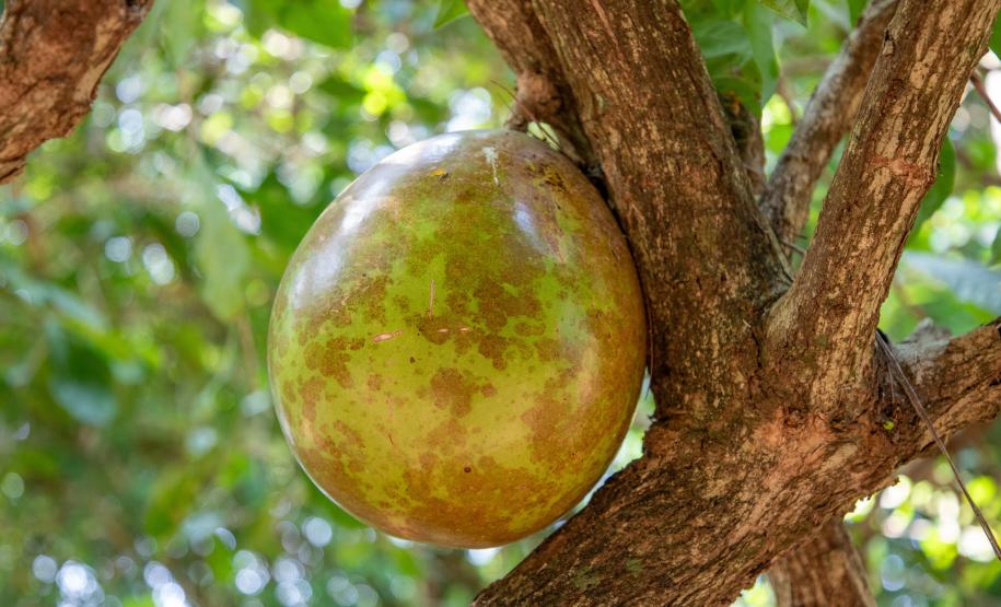 Foto: Diretoria de Comunicação e Imprensa Guaíra/PR