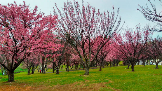 Bosque Guarapuava