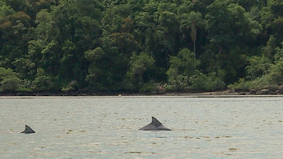 Fauna e Flora Ilha de Superagui