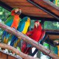 Parque das Aves