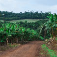 Iguaçu Bananas