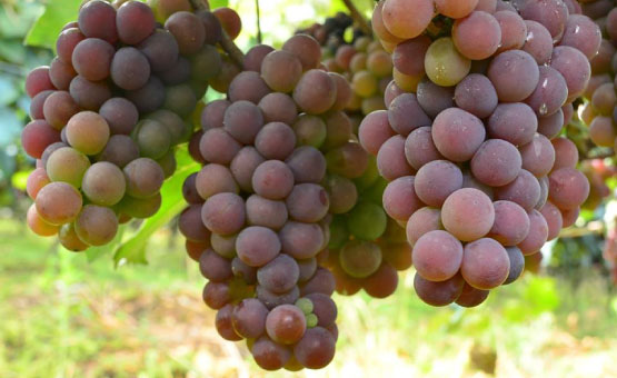 Uvas