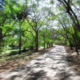 Parques Ecológicos Alambari I e II