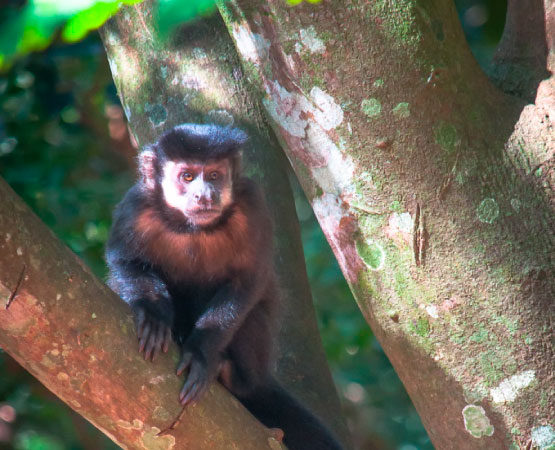 Reserva Ecológica Caraguatatuba