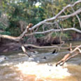 Foz Ribeirão do Tigre