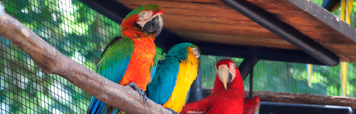 Parque das Aves em Foz do Iguaçu