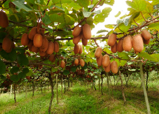 Plantação de Kiwi