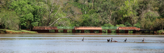 Parque Arthur Thomas, Londrina