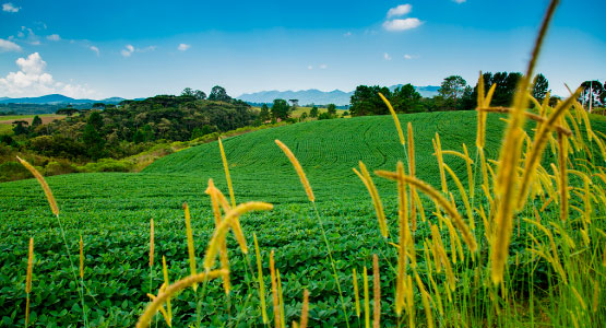 Área Rural 1, Piraquara