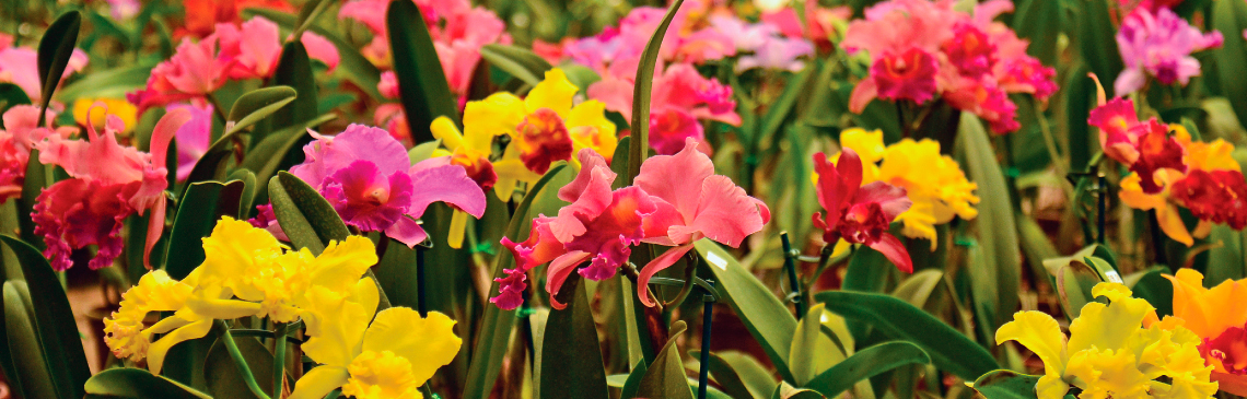 Orquidário, Maripá
