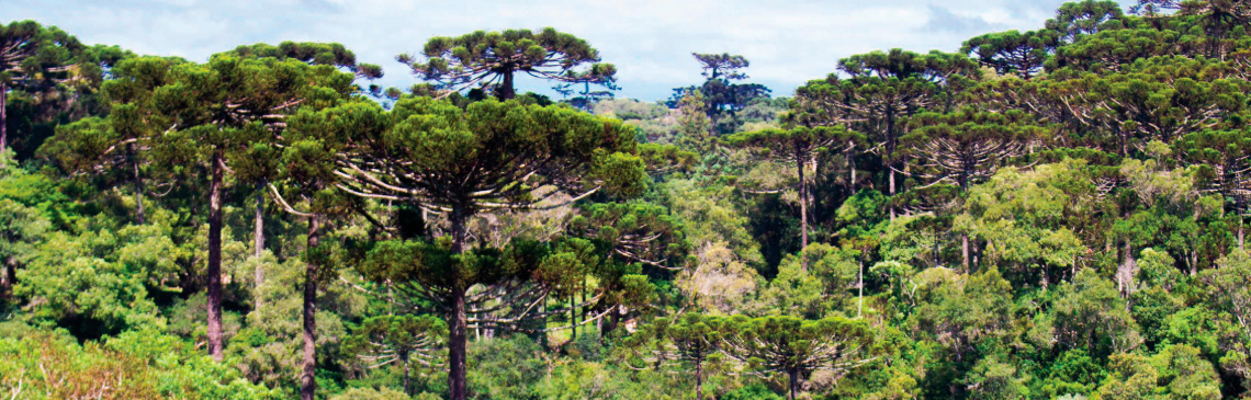 Caminho dos Pinheirais, Turvo - Foto: Gralha Azul Turismo e Aventura