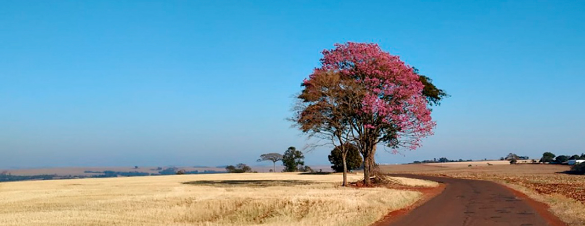 Cenário Rural