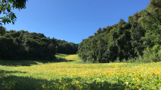 Paisagem rural