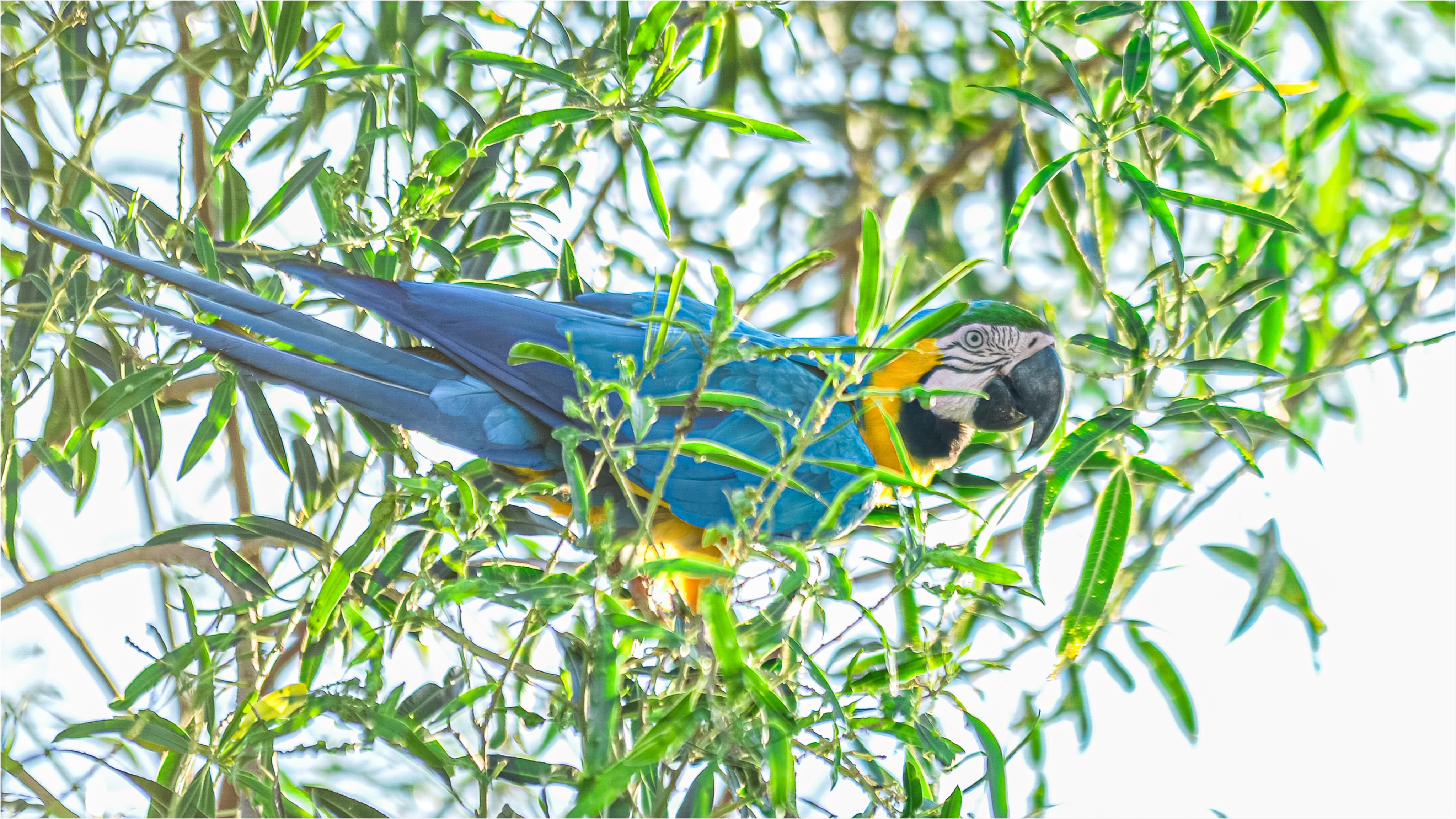 Foto: Diretoria de Comunicação e Imprensa Guaíra/PR
