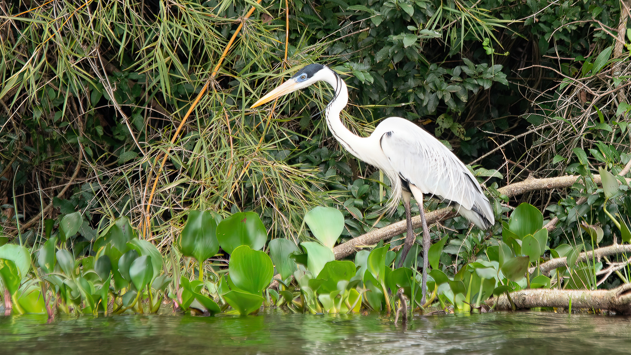 Foto: Diretoria de Comunicação e Imprensa Guaíra/PR