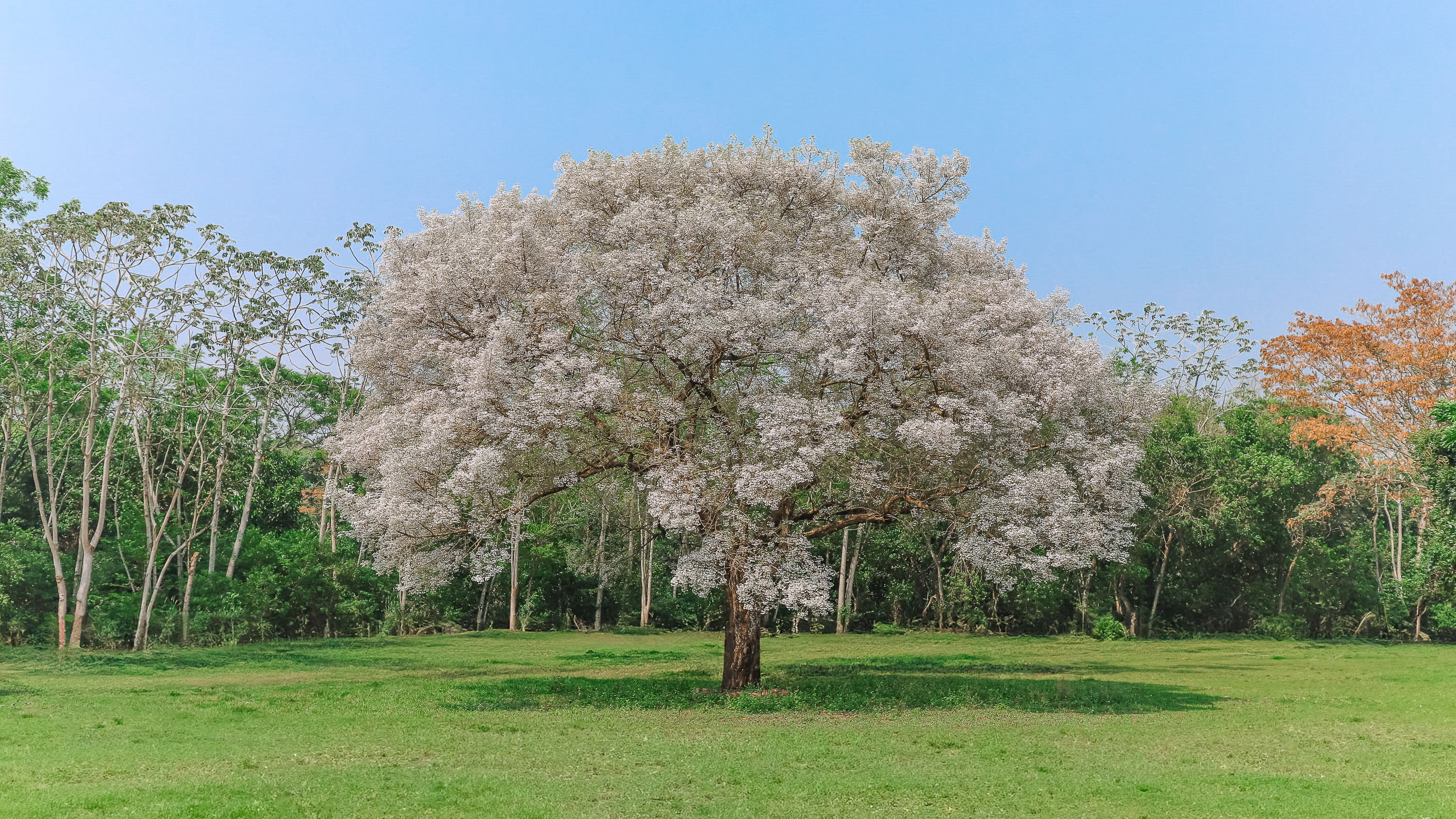 Foto: Diretoria de Comunicação e Imprensa Guaíra/PR