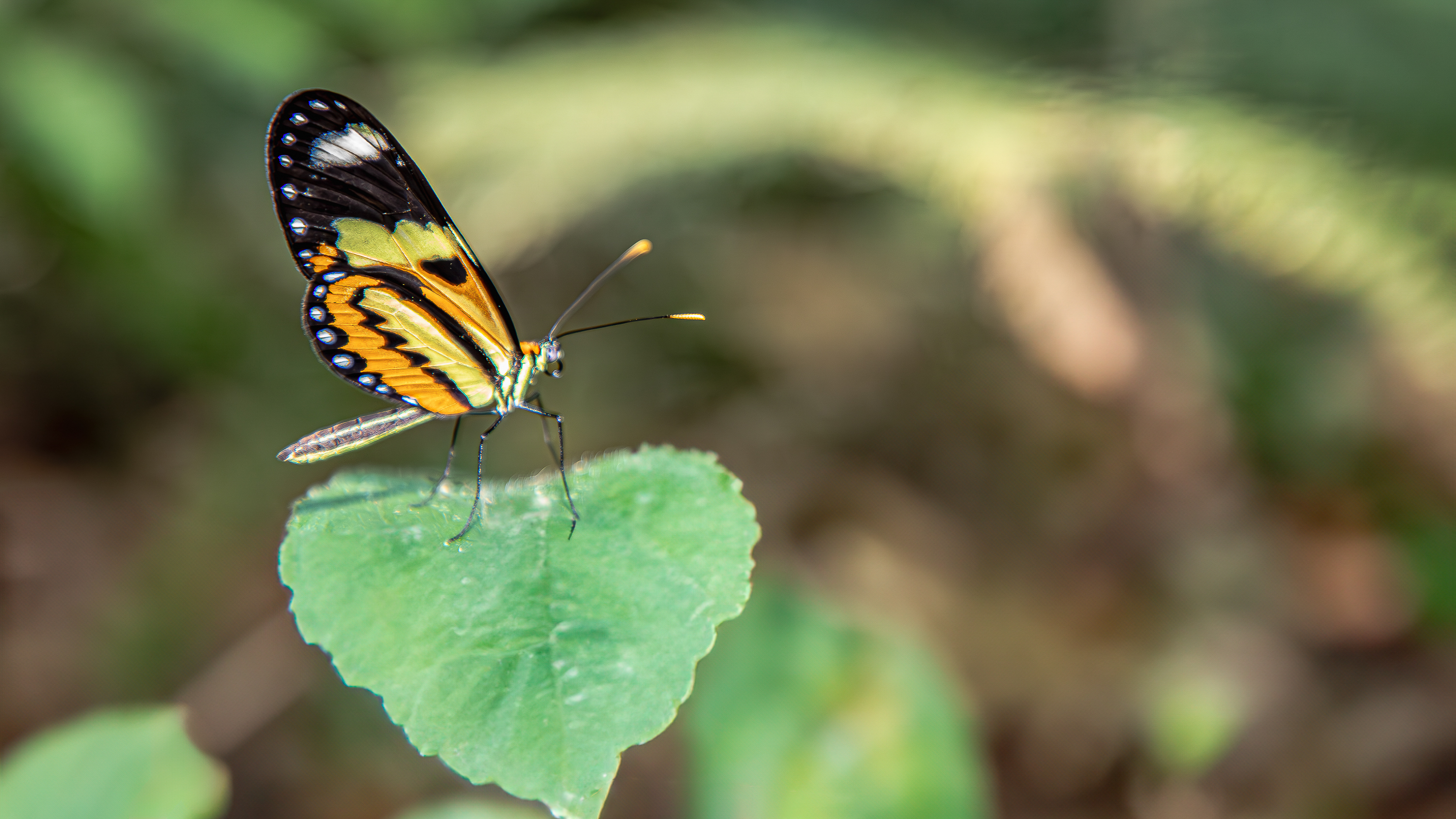 Foto: Diretoria de Comunicação e Imprensa Guaíra/PR