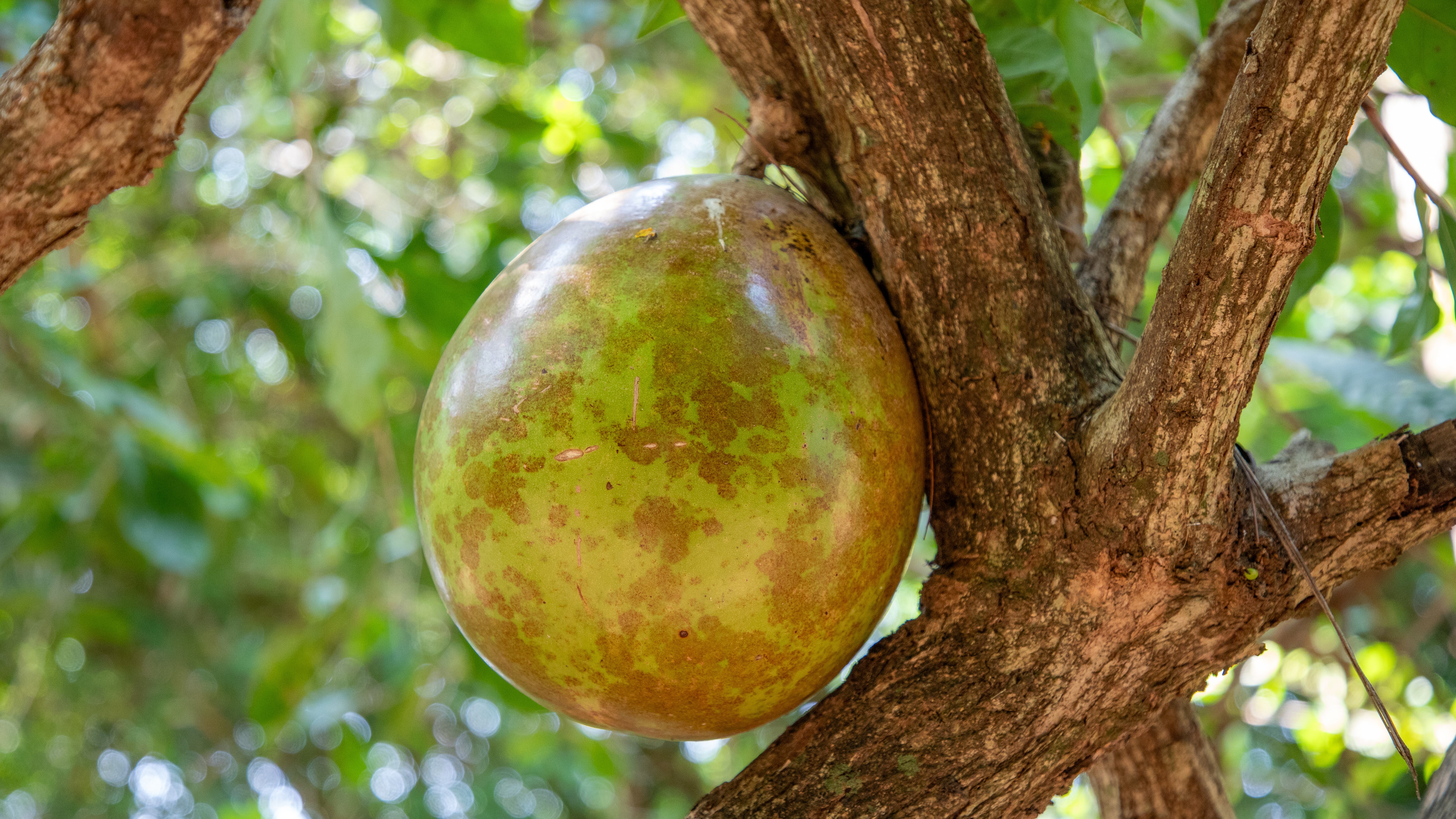 Foto: Diretoria de Comunicação e Imprensa Guaíra/PR