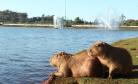 Cascavel