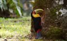 Tucano